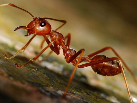 Ant