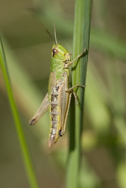 Locust