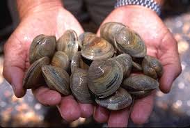 Clam