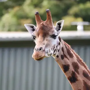 girrafe