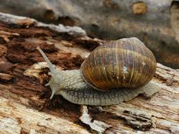 Snail