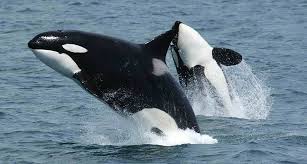 whale